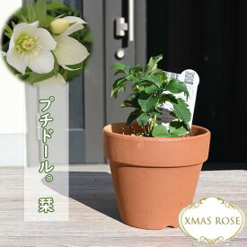 2023年新入荷 クリスマスローズ 鉢植え プチドール栞 しおり ミヨシ 一重咲き クリスマスローズ