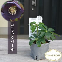 楽天市場】クリスマスローズ ブラックパールの通販