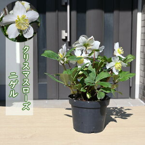 2025NԉmFcB}\ԊyV|Cg2{2025NJԊNX}X`2JԊƂȂ܂jQF1}ANX}X[YJԊ