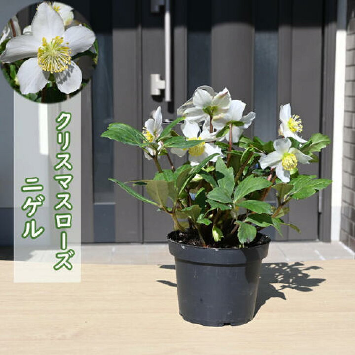 楽天市場】お買い物マラソン期間楽天ポイント2倍2025年開花株 