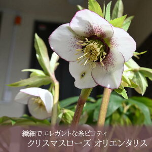 i͂܂y2024N2{ JԒzNX}X[Y IG^X c v փsReBn sReB d炫@