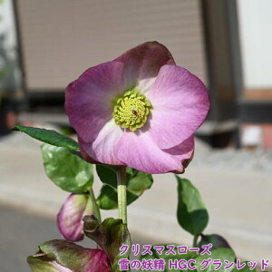 2025�N12��NEW�N���X�}�X���[�Y ��̗d�� HGC �O�������b�h �N���X�}�X���[�Y �w���{���X�s���N�F�N���X�}�X���[�Y�J�Ԋ�