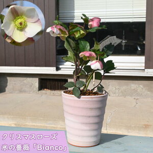 2025N12`JԒ NX}X[Y Ice N' roses XKN rAR A d