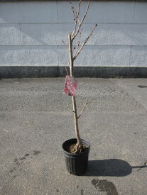 楽天市場 陽光桜 盆栽の通販 楽天市場 陽光桜 盆栽の通販