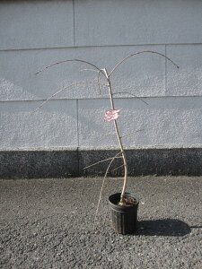 苗 しだれ桜の人気商品 通販 価格比較 価格 Com