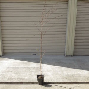 150Z`O\CVmTNc ̋Ŕ@̕c@ygzc@\CVmg̕c