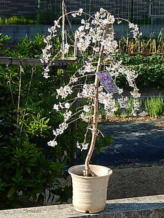 楽天市場】富士しだれ桜鉢植え2025年4月中頃頃開花【しだれ富士桜盆栽 
