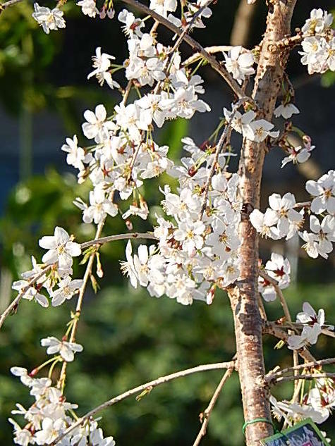 しだれ桜盆栽2021年4月頃開花【しだれ富士桜】 富士桜しだれ桜盆栽 送料無料 陶器鉢入り 植木