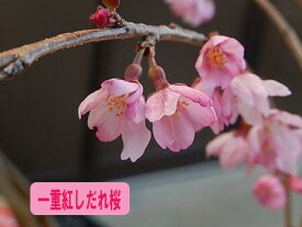 楽天市場 しだれ桜 苗木 植木 ガーデニング 農業 花 ガーデン Diyの通販