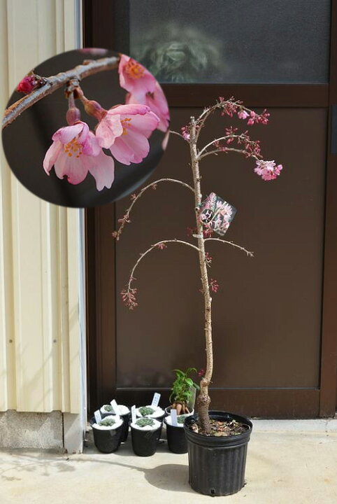 楽天市場 庭木用しだれ桜 植樹に23年3月中旬頃開花のさくら苗しだれ桜 苗木一重紅しだれ桜シダレサクラ 苗彼岸枝垂れ桜 園芸百貨店何でも揃うこぼんさい