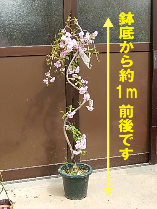 楽天市場 記念樹に桜 八重しだれ桜苗 22年4月に開花の桜苗しだれ桜 苗木八重枝垂れ桜 苗今年おすすめのしだれ桜苗 植樹 シンボルツリーに最適 園芸百貨店何でも揃うこぼんさい