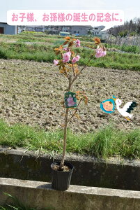 ֎RcJU2025N4ɊJԗ\c̒؍@d@|s[@a̋LOɍ̉Ђ