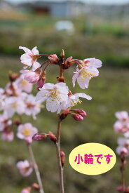 楽天市場 桜 苗木 植木 ガーデニング 農業 花 ガーデン Diyの通販