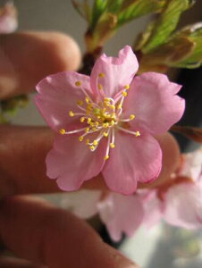 炫߂cy͒ÍczJdTNA2026N3Jԗ\̂cc킸瑁炫 JԎ3{