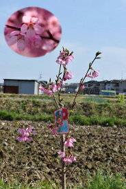楽天市場 しだれ桜 品種の通販