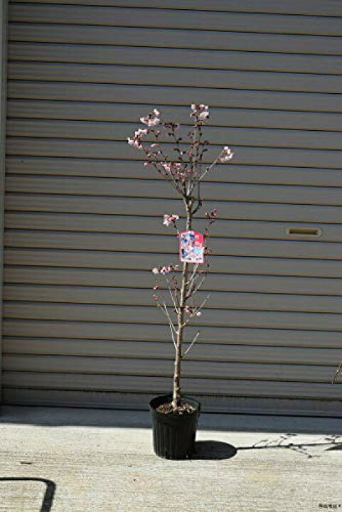 楽天市場 桜の苗啓翁桜けいおうざくら22年3月頃開花苗 当店おすすめ自宅のシンボルツリーに桜の苗 啓翁桜苗さくらの苗木 葉桜 園芸百貨店何でも揃うこぼんさい