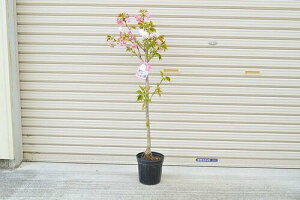 2024N4Jԗ\̕cd̕c@cVEQc