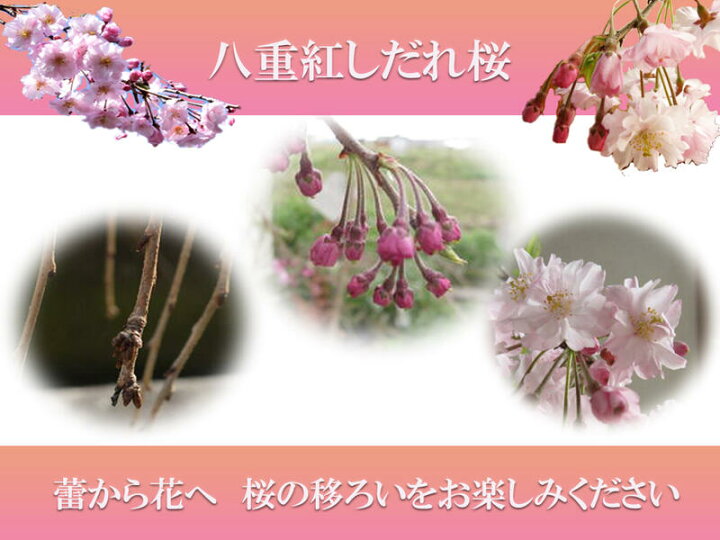 楽天市場 21年4月頃開花の苗桜の苗 仙台しだれ桜 花芽確認苗でのお届け 八重しだれ桜 苗木サクラ しだれ 八重咲シダレサクラ 苗仙台枝垂れ桜 園芸百貨店何でも揃うこぼんさい
