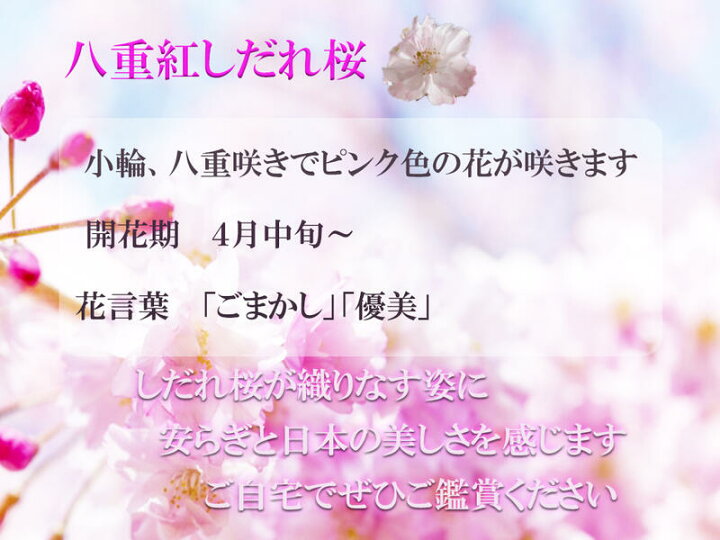 楽天市場 植樹に21年4月に開花の苗 八重紅枝垂桜 ヤエベニシダレサクラ苗 桜苗 さくら しだれ桜 苗木 シンボルツリーに 当店おすすめの桜 八重紅 枝垂れ桜苗木 園芸百貨店何でも揃うこぼんさい