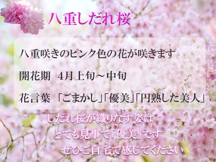 楽天市場 しだれ桜盆栽ピンク花 八重しだれ桜盆栽 シダレ桜 盆栽 桜 枝垂れ 園芸百貨店何でも揃うこぼんさい