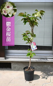 2025N4J ERc T  c@@TN̒ł͉΂ɍ炭ł