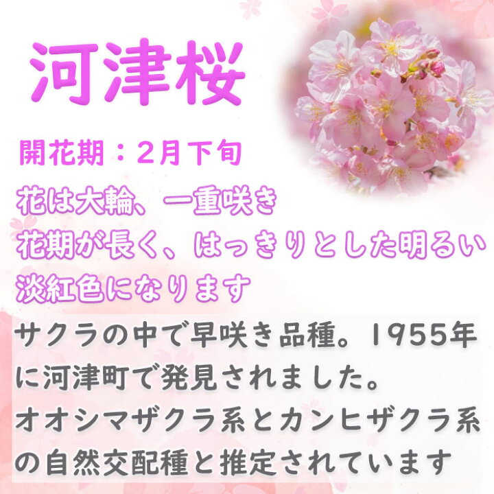 楽天市場 ４種類の桜盆栽セット河津桜盆栽御衣黄桜盆栽手弱桜盆栽普賢象桜盆栽めずらしい４種類のサクラ盆栽 園芸百貨店何でも揃うこぼんさい