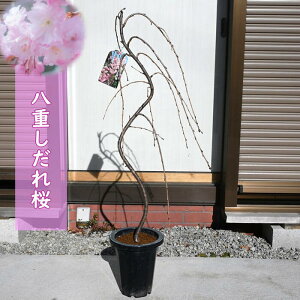 苗 桜の人気商品 通販 価格比較 価格 Com