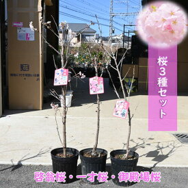 2024年開花中 桜3種セット 接ぎ木3年 桜苗 啓翁桜 一才桜 御殿場桜 3種類 楽しめる桜苗セット