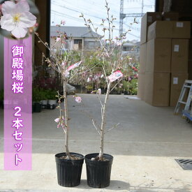 今年おすすめのサクラあす楽対応2023年3月27日開花中 桜苗 御殿場桜 苗木 2本セット 3月中旬頃から開花予定 桜接ぎ木3年桜苗しっかりとした苗です