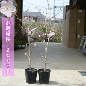 今年おすすめのサクラあす楽対応2025年4月開花 桜苗 御殿場桜 苗木 2本セット桜接ぎ木3年桜苗しっかりとした苗です