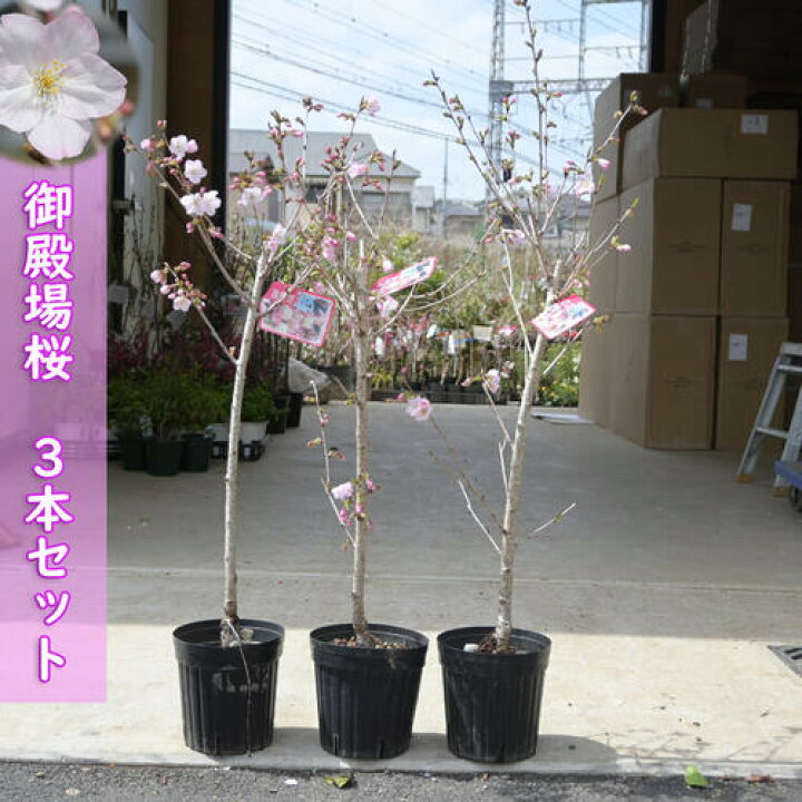 楽天市場】あす楽対応2026年4月開花 桜苗 御殿場桜 苗木 3本セット桜 