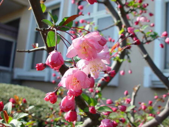楽天市場】2026年4月から5月にきれいなハナカイドウのお花が楽しめる 