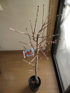 ԓ2025N4Jԗ\c@yeW zyz@@̉