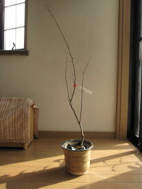 信楽鉢入り 【鉢植え】エゴノキ 赤花エゴの木
