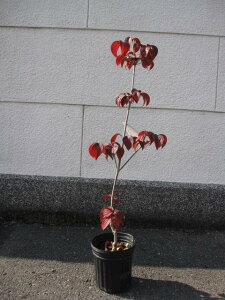 ヤマボウシ 赤花 盆栽 植木の人気商品 通販 価格比較 価格 Com