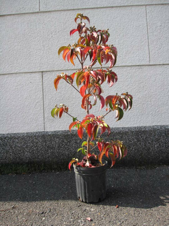 楽天市場 記念の植樹に22年5月 6月に開花するヤマボウシ苗シンボルツリー 庭木苗 ホンコンエンシス月光苗常緑ヤマボウシ苗木月光 園芸百貨店何でも揃うこぼんさい