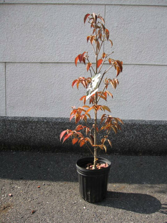 楽天市場 22年花芽付きヤマボウシ苗シンボルツリー やまぼうし庭木 ヤマボウシ白花 園芸百貨店何でも揃うこぼんさい