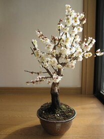 白梅誕生日プレゼントに梅の盆栽白梅盆栽開花時期は2024年3月頃です　冬至梅盆栽　ちなみに海外でも　BONSAI ボンサイと言います。　玄関を彩る梅の花　盆栽梅　　白梅