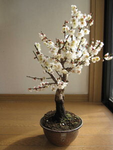 ~av[gɔ~̖~͔~~͊JԎ2025N3ł@~~~́@Ȃ݂ɊCOł@BONSAI {TCƌ܂B@ւʂ~̉ԁ@~͔~@@~