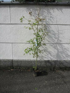 イロハモミジ 盆栽 植木の人気商品 通販 価格比較 価格 Com イロハモミジ 盆栽 植木の人気商品 通販 価格比較 価格 Com