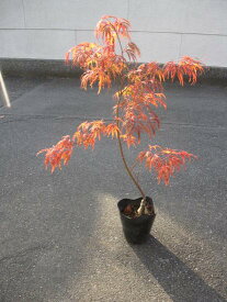 楽天市場 紅 枝垂れ 紅葉の通販 楽天市場 紅 枝垂れ 紅葉の通販
