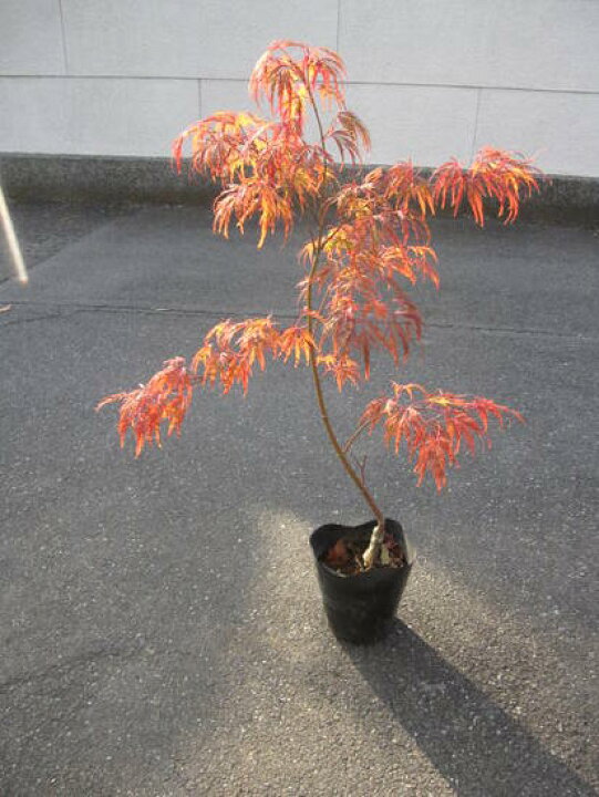 楽天市場】鉢植えとしても 地植えの庭木用のもみじ青しだれ紅葉 
