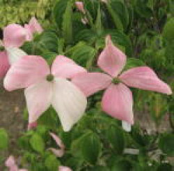 楽天市場 咲き分け源平ヤマボウシ苗山法師 シンボルツリー 源平ヤマボウシ21年花芽確認の苗です 園芸百貨店何でも揃うこぼんさい