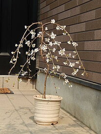 しだれ桜を自宅で楽しめます2022年4月頃開花しだれ桜盆栽【しだれ富士桜】 富士桜花芽付の桜盆栽となります。