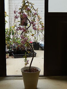 桜 鉢植え 盆栽 植木の人気商品 通販 価格比較 価格 Com