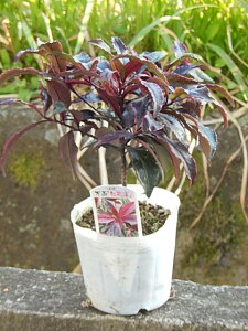 gE@߂炵薜EgẼAȒi@͂Ă܂