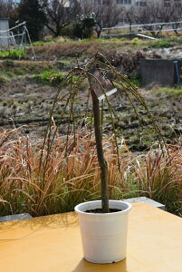 d~@sNd@2026N3ɊJԁ@~c