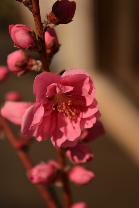 楽天市場 22年3月開花苗ハナモモ庭木用 花桃苗 矢口桃苗ひな祭りに飾る桃の花庭木用 八重ピンク花 園芸百貨店何でも揃うこぼんさい 楽天市場 22年3月開花苗ハナモモ庭木用 花桃苗 矢口桃苗ひな祭りに飾る桃の花庭木用 八重ピンク花 園芸百貨店何でも揃うこぼんさい