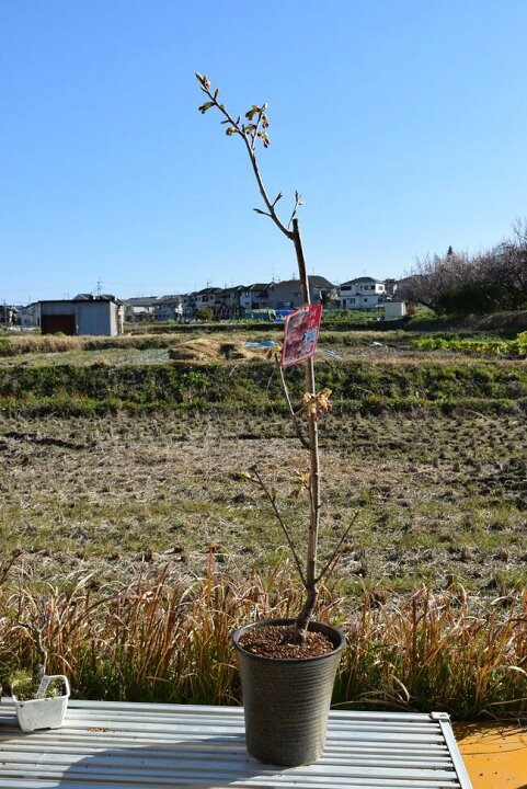楽天市場 おすすめさくら苗 河津桜苗 植樹に22年3月開花予定のさくら苗河津桜かわずざくら早咲き桜 開花時期月上旬 園芸百貨店何でも揃うこぼんさい