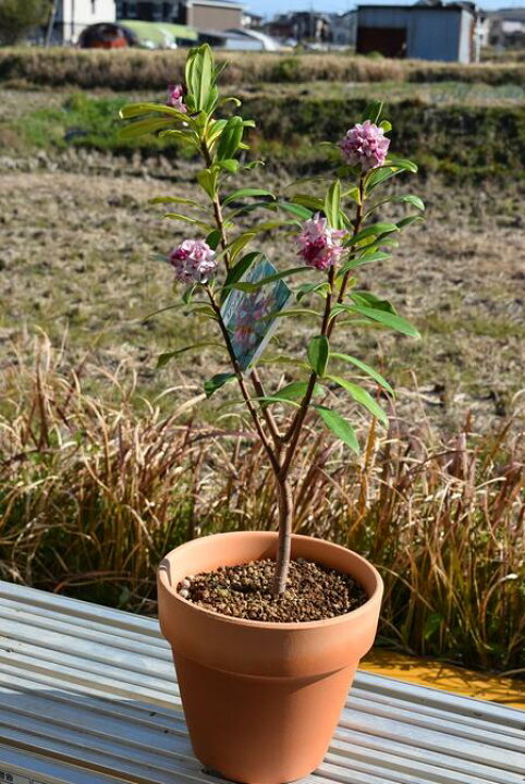 楽天市場 22年３月開花いい香りの 沈丁花 鉢植え 赤花 ジンチョウゲ 花の香り 毎年３月開花 自然の香水 三大香木 初心者向け 生垣 園芸百貨店何でも揃うこぼんさい